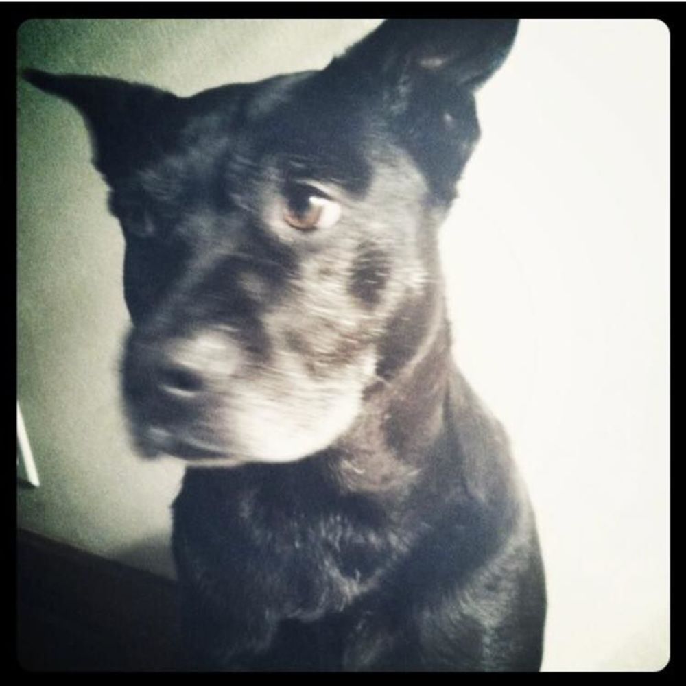 Meet your Posher, Virginia